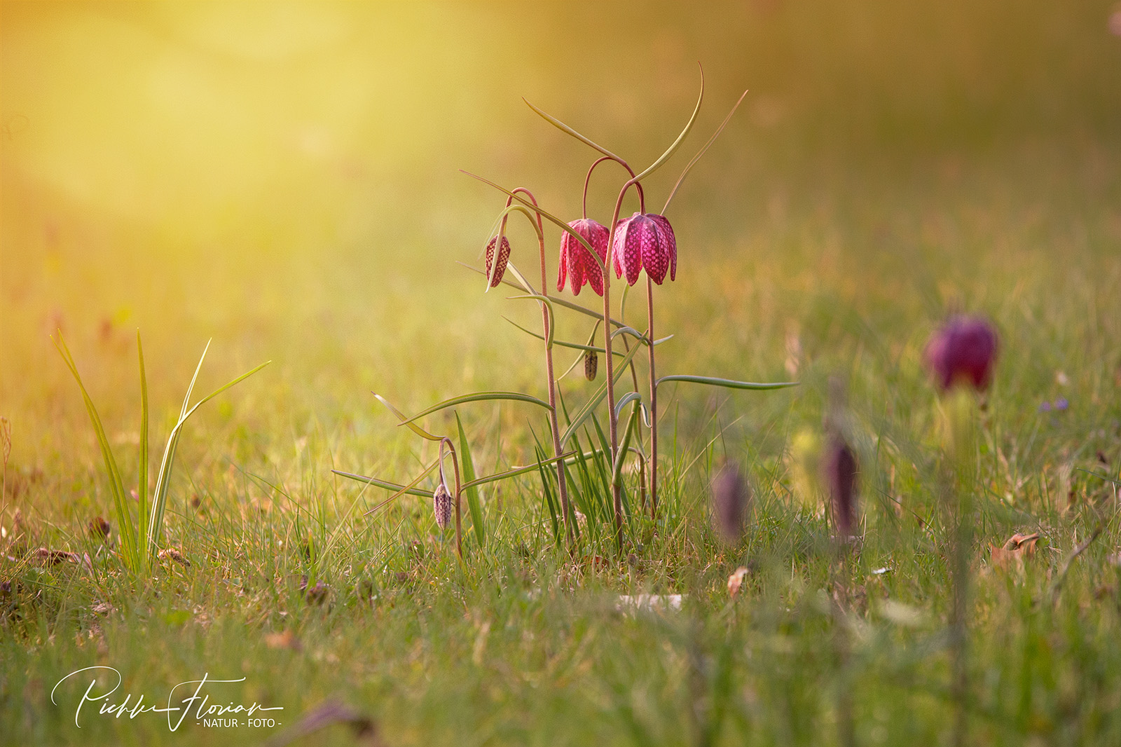 Blumen in Nachbars Garten (3)