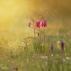 Blumen in Nachbars Garten (3)