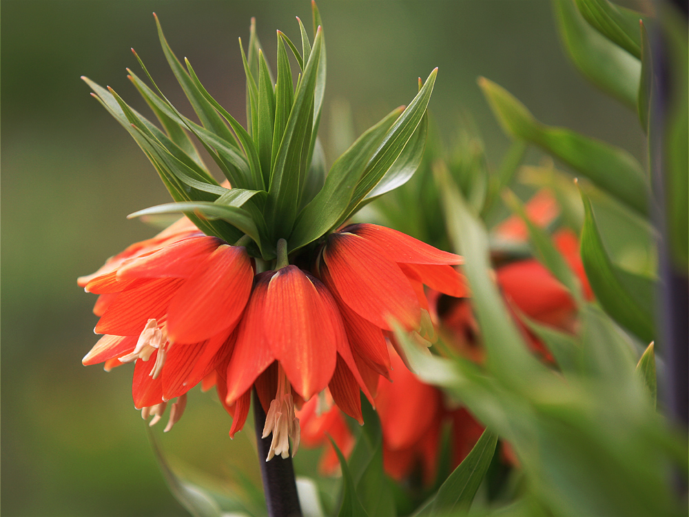 Blumen in Nachbars Garten