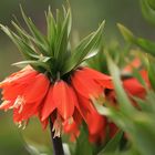 Blumen in Nachbars Garten