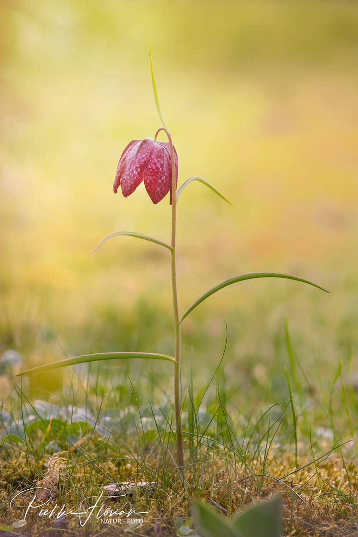 Blumen in Nachbars Garten