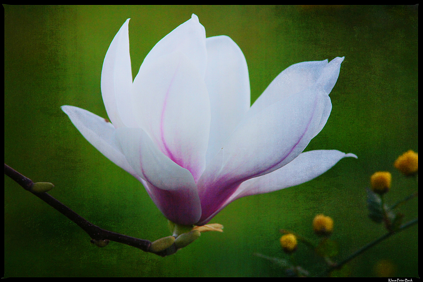 Blumen in Nachbars Garten