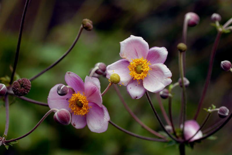 Blumen in Nachbar´s Garten