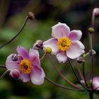 Blumen in Nachbar´s Garten