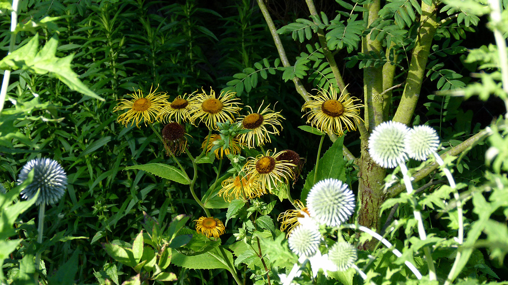 Blumen in Nachbars Garten