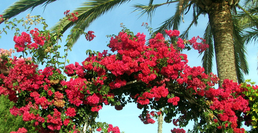 Blumen in Nachbarsgarten