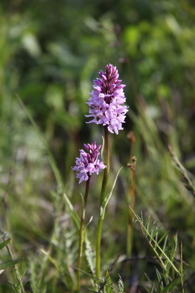 Blumen in Norwegen Foto & Bild | norwegen , natur, landschaft Bilder