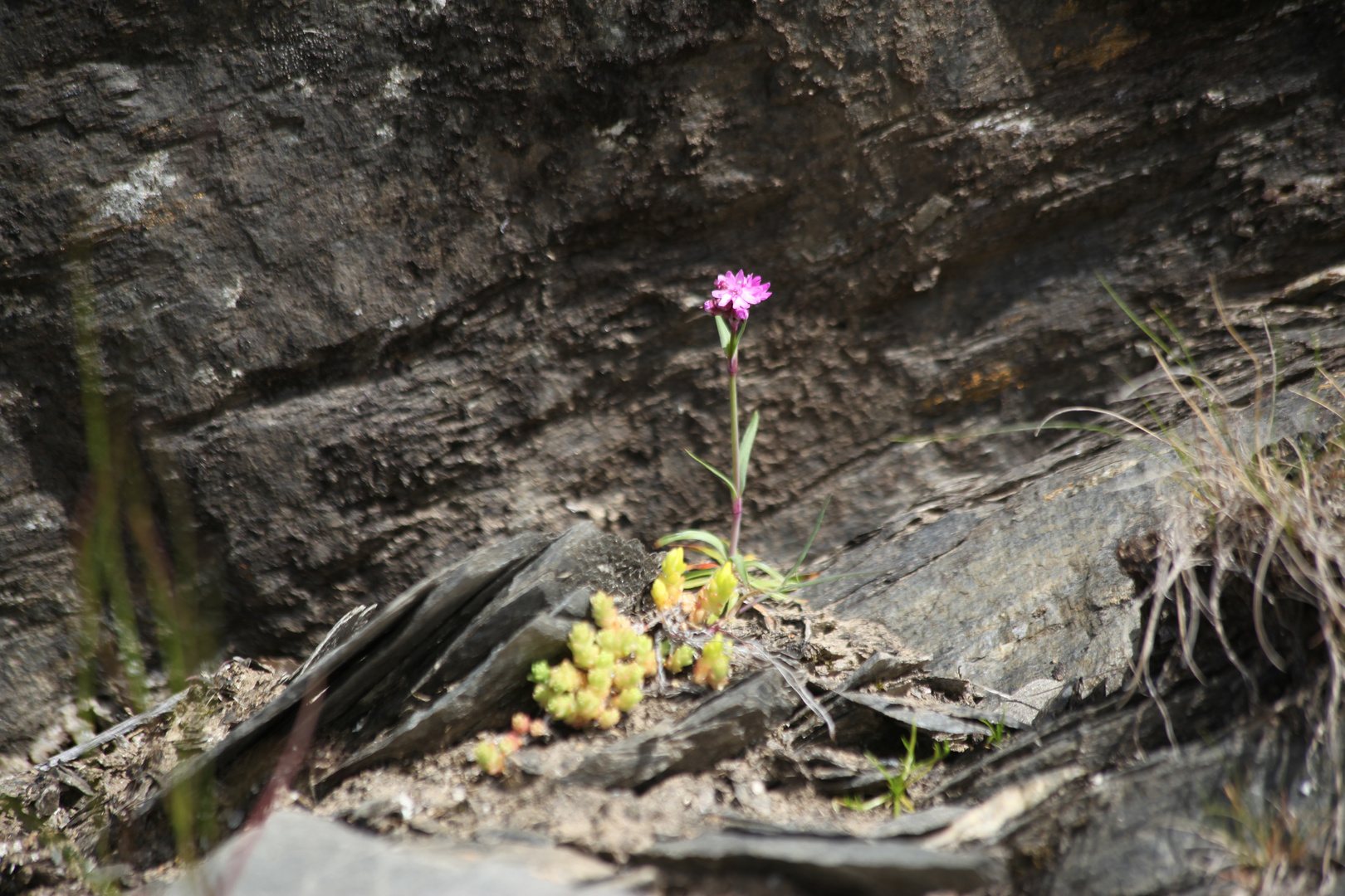 Blumen in Norwegen in freier Naturlandschaft.