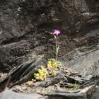 Blumen in Norwegen in freier Naturlandschaft.