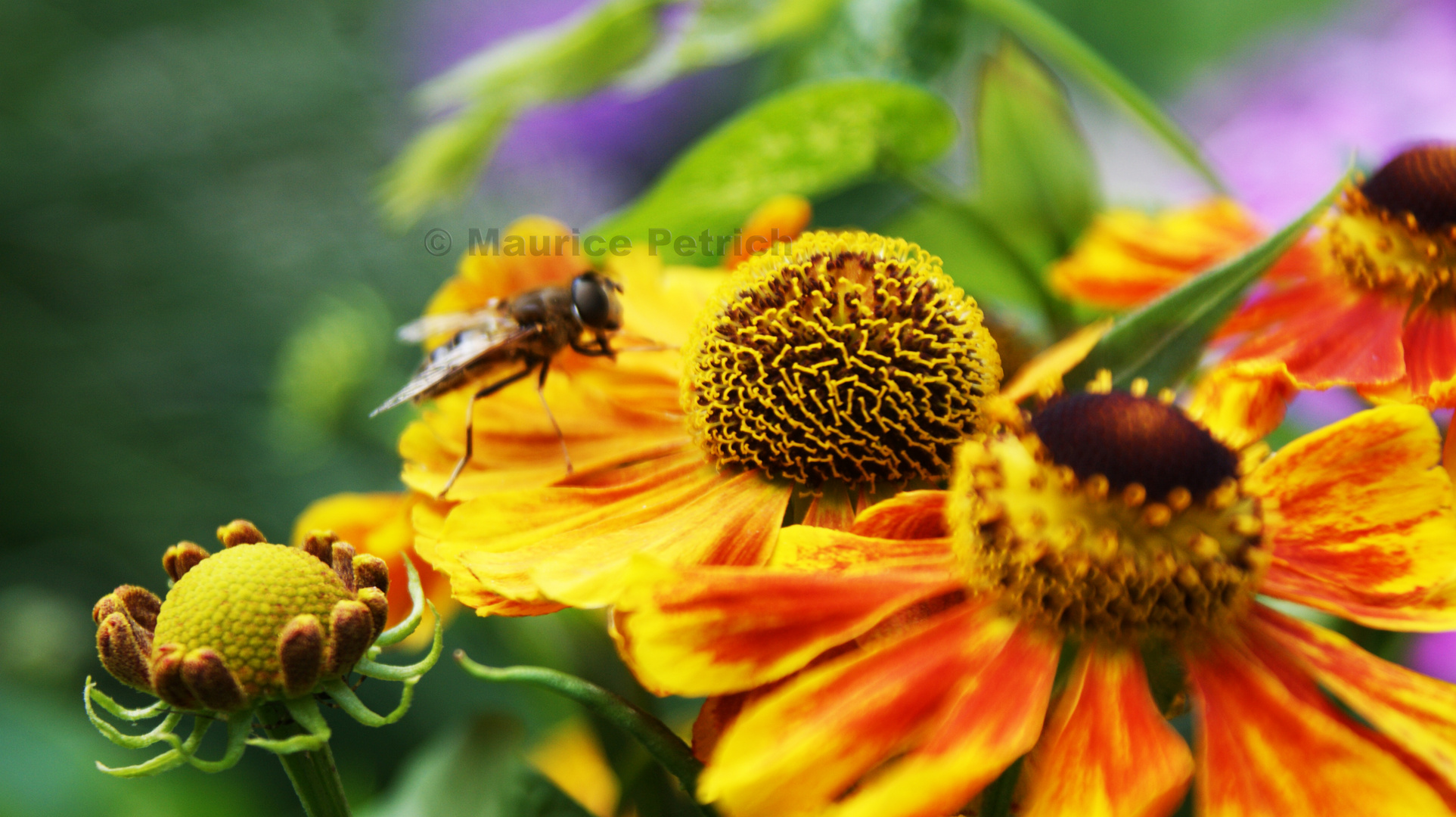 Blumen in Ohlsdorf