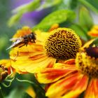 Blumen in Ohlsdorf