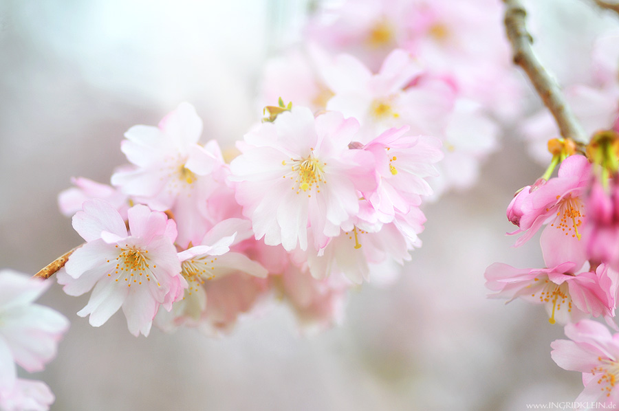 Blumen in rosé