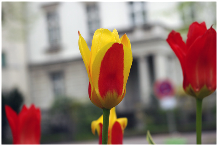 Blumen in Schöneberg (ein Versuch)