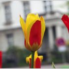 Blumen in Schöneberg (ein Versuch)