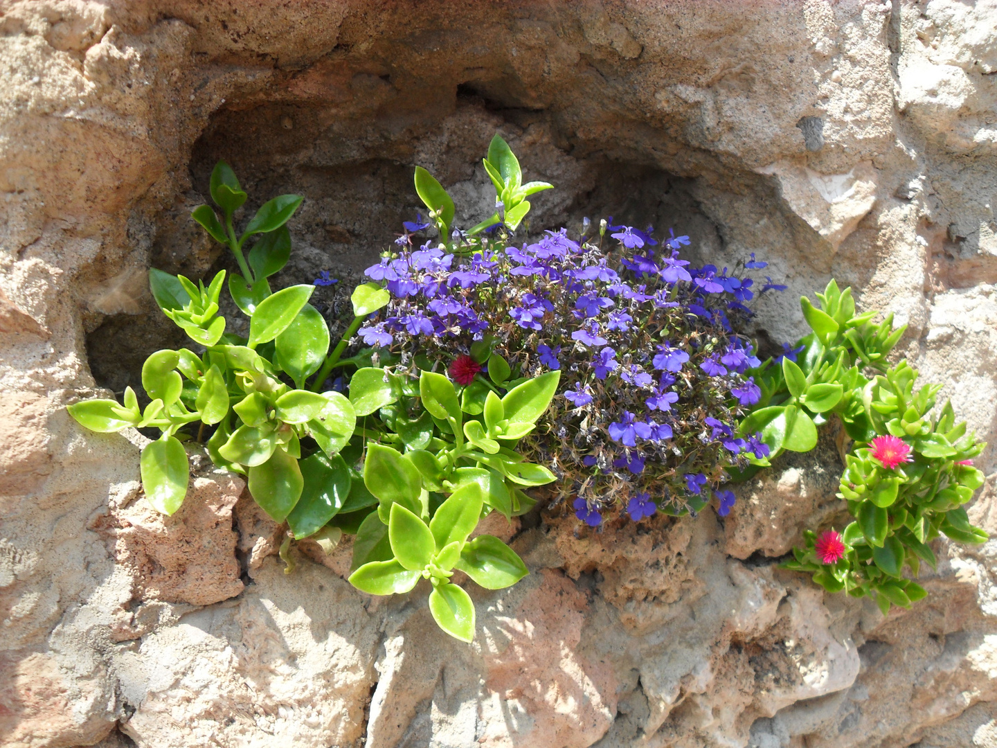 Blumen in "Stein"