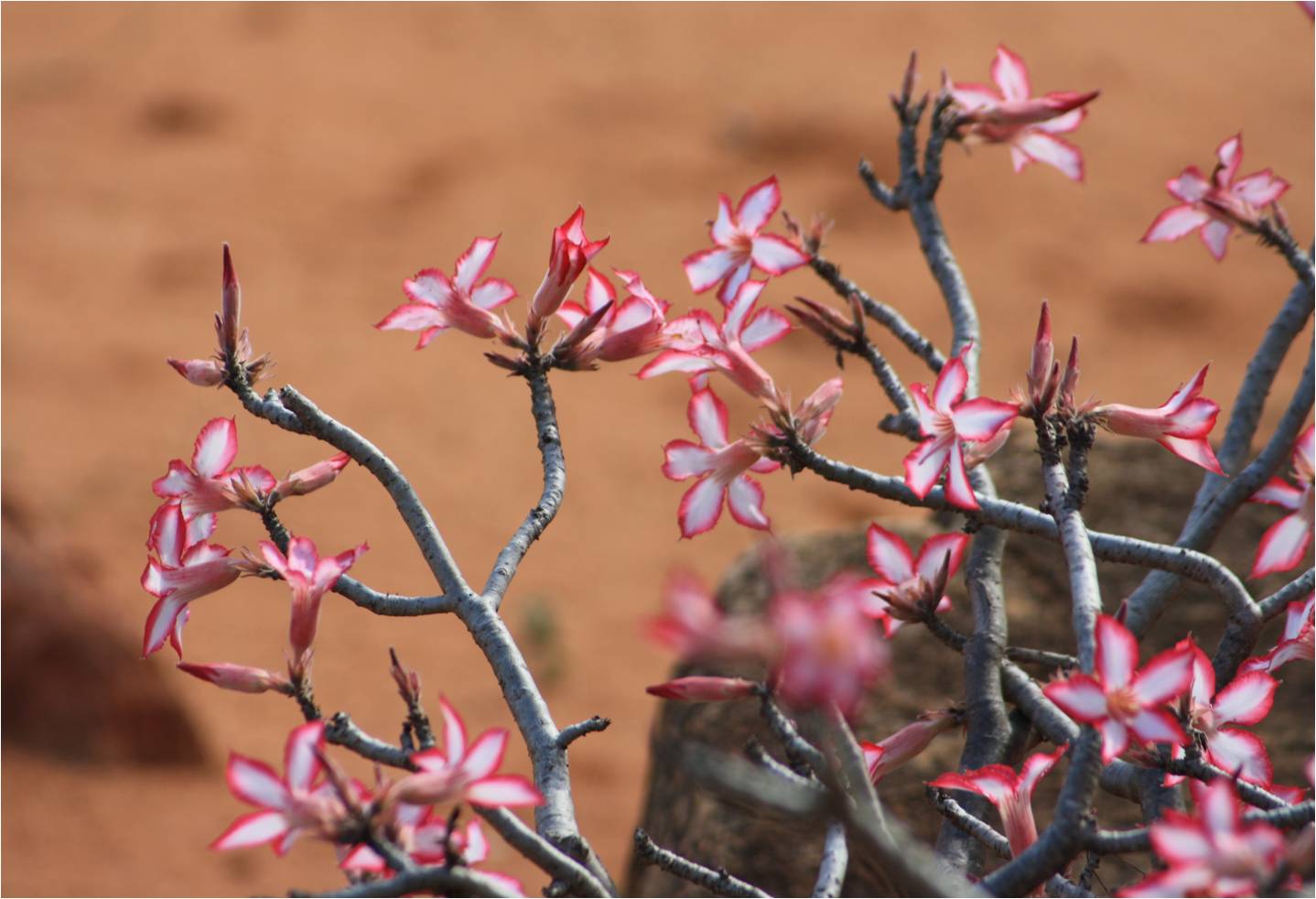 Blumen in Südafrika