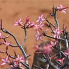 Blumen in Südafrika