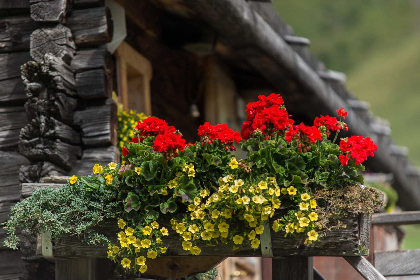 Blumen in Südtirol