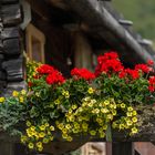 Blumen in Südtirol