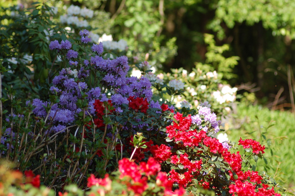 Blumen in unserem Garten 3