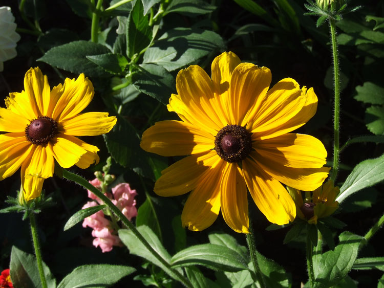 Blumen in unserem Garten