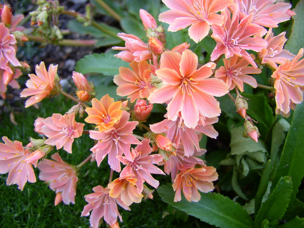 Blumen in unserem Garten