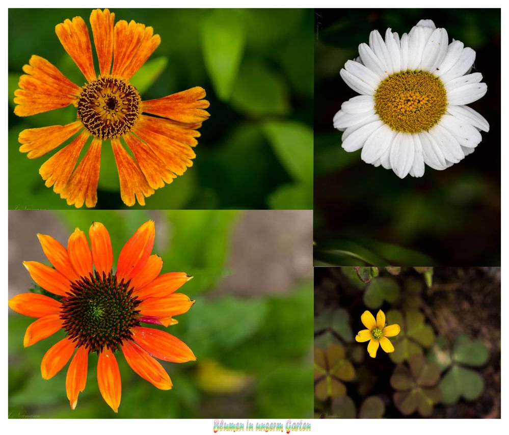 Blumen in unserm Garten