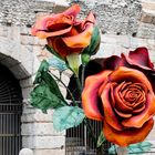 Blumen in Verona