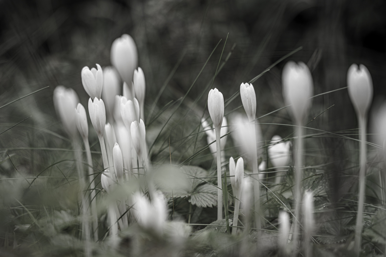 Blumen in weiss in der Natur