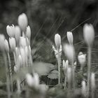 Blumen in weiss in der Natur