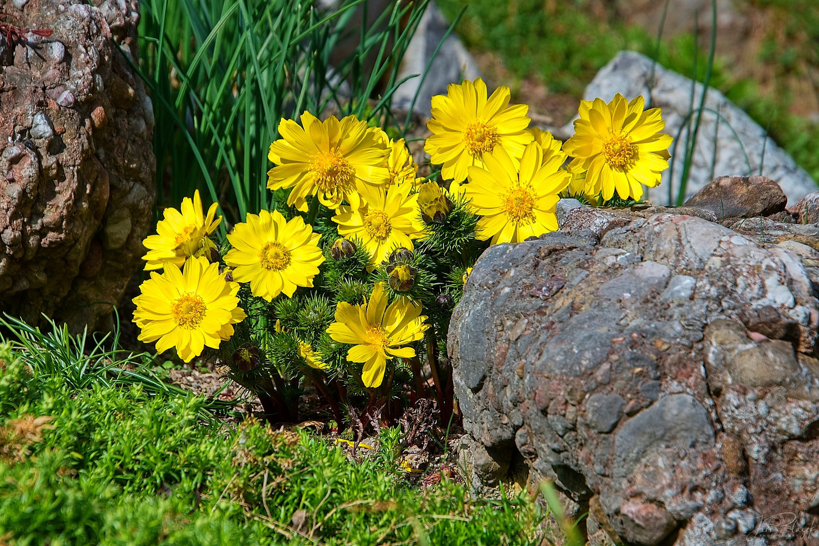 Blumen in Wien