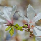 Blumen in Wien