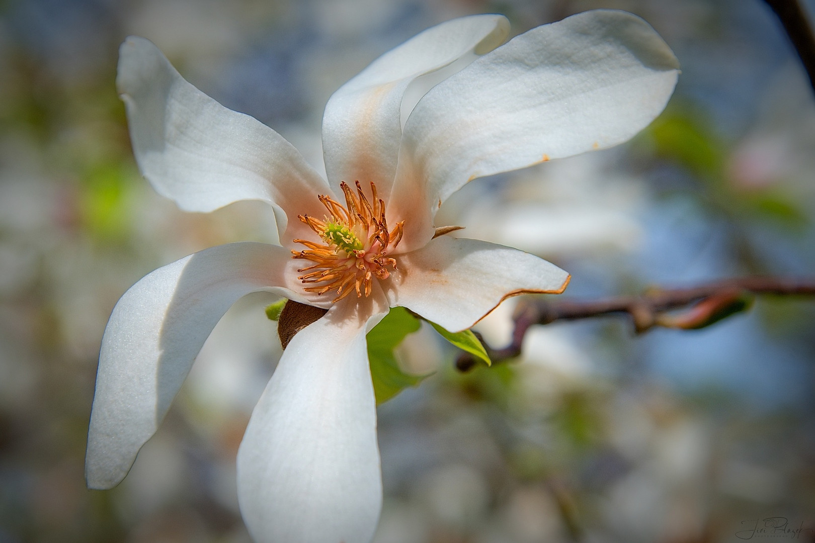 Blumen in Wien