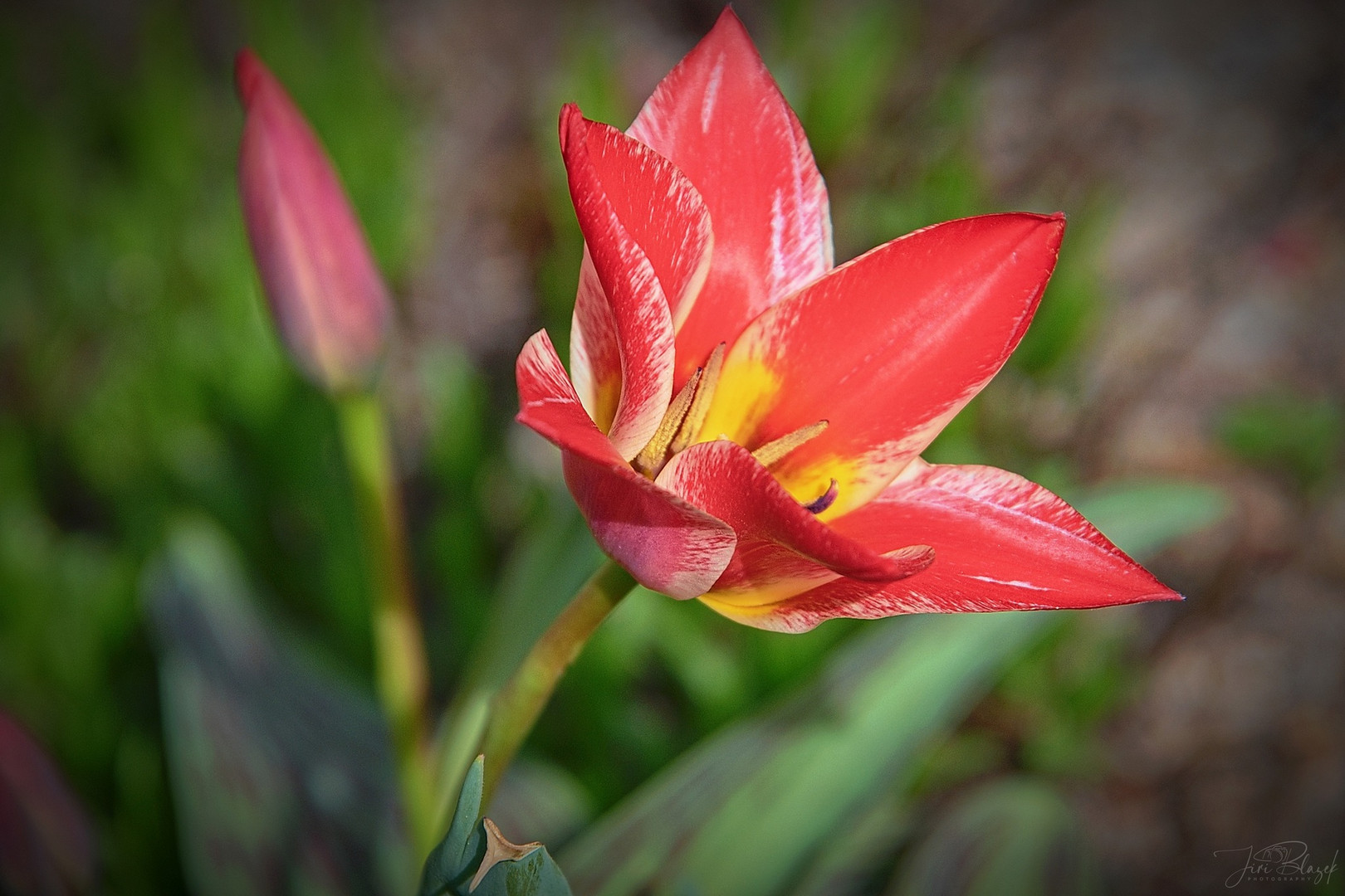 Blumen in Wien