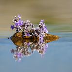 Blumen-Insel