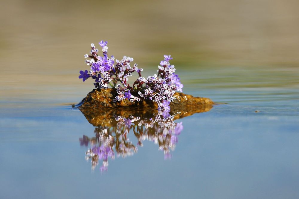 Blumen-Insel