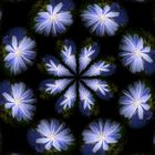 Blumen-Kaleidoskop