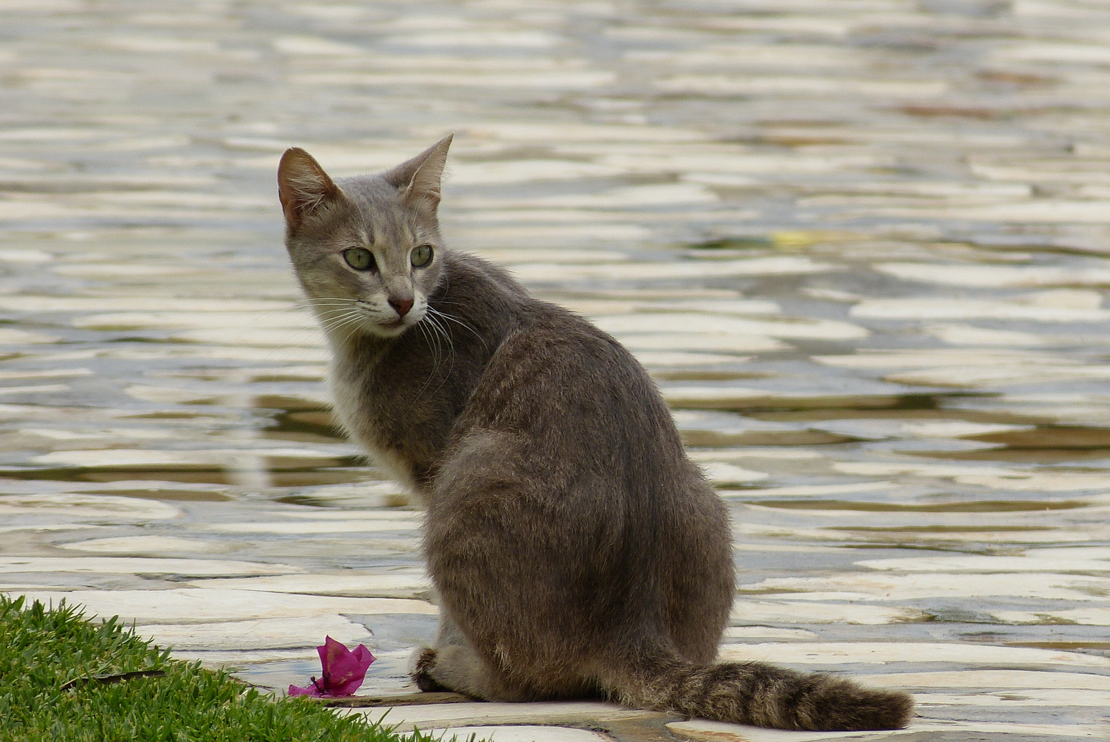 Blumen Katze