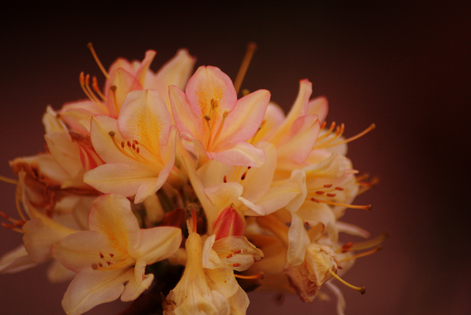 Blumen Keukenhof 2