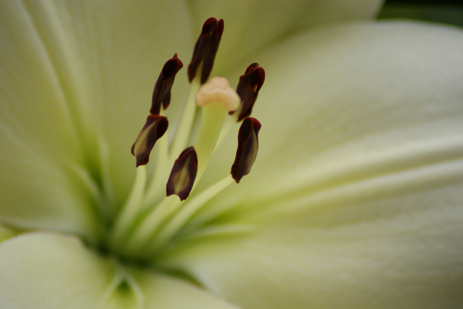 Blumen Keukenhof 2010