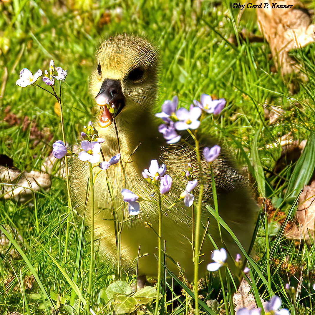 Blumen Kind 