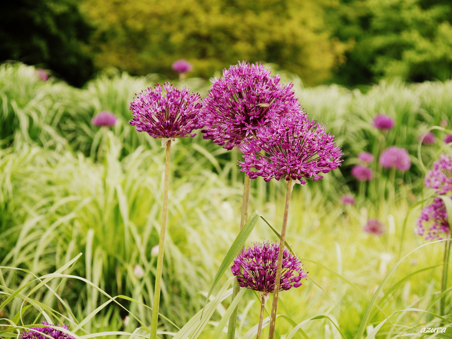 Blumen können nicht blühen ohne Wärme der Sonne...