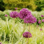 Blumen können nicht blühen ohne Wärme der Sonne...