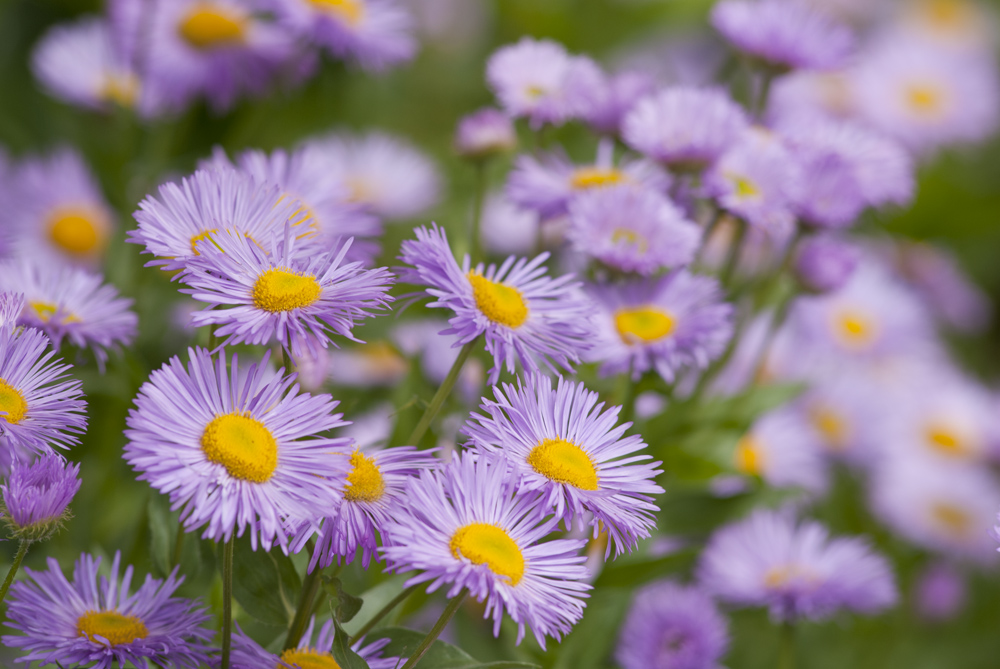 Blumen können Radschläge geben, den sie hören zu