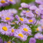 Blumen können Radschläge geben, den sie hören zu