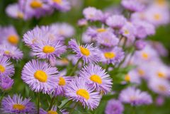 Blumen können Radschläge geben, den sie hören zu