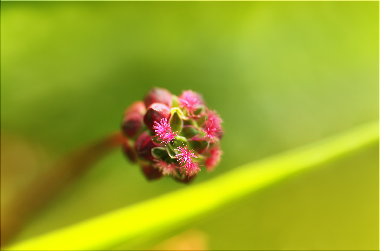 blumen köpfchen ...