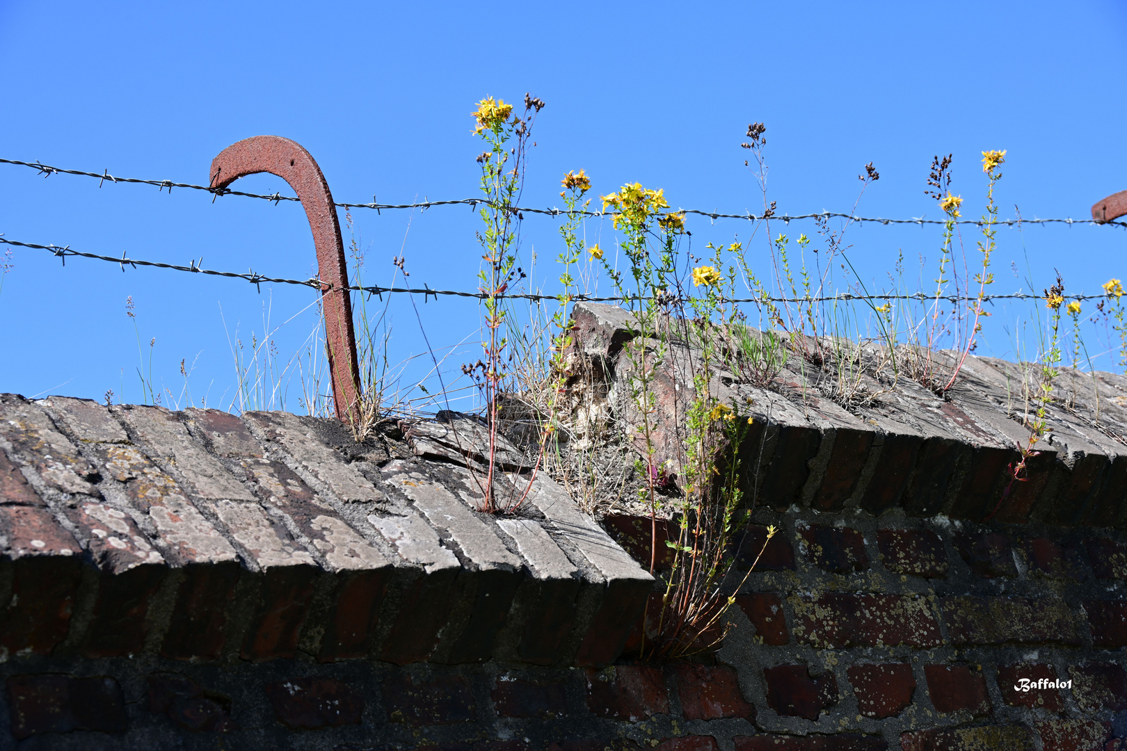 Blumen kommen überall hin