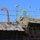 Blumen kommen überall hin