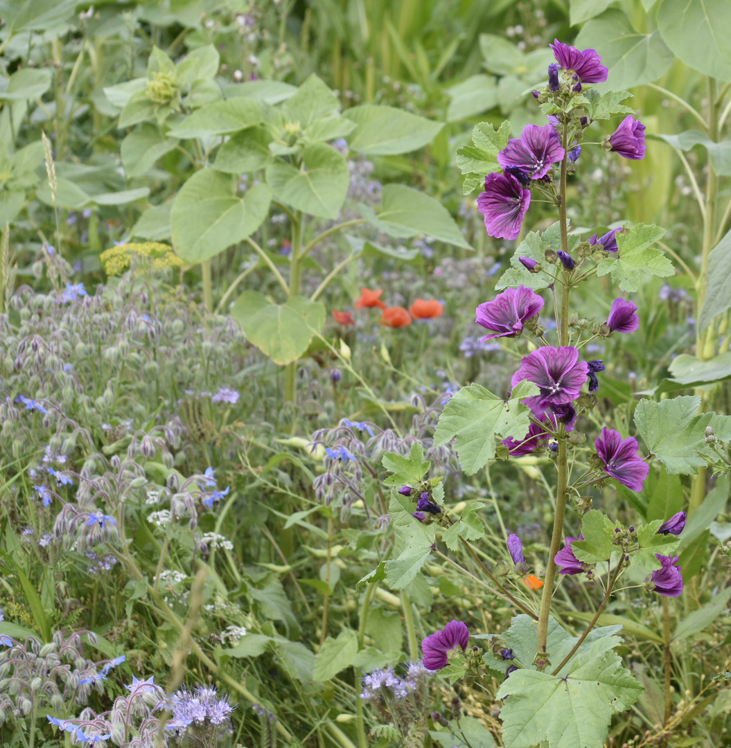  Blumen Komposition